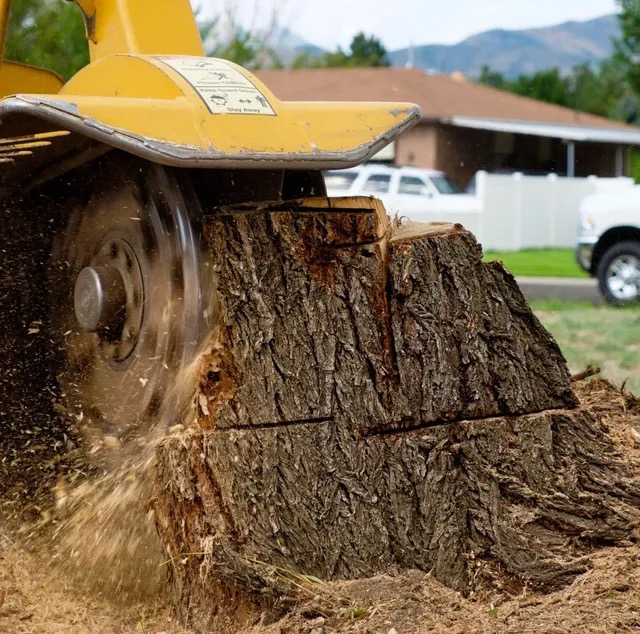 Tree stump and yard debris removal Central PA — brush, branches, and logs hauled away